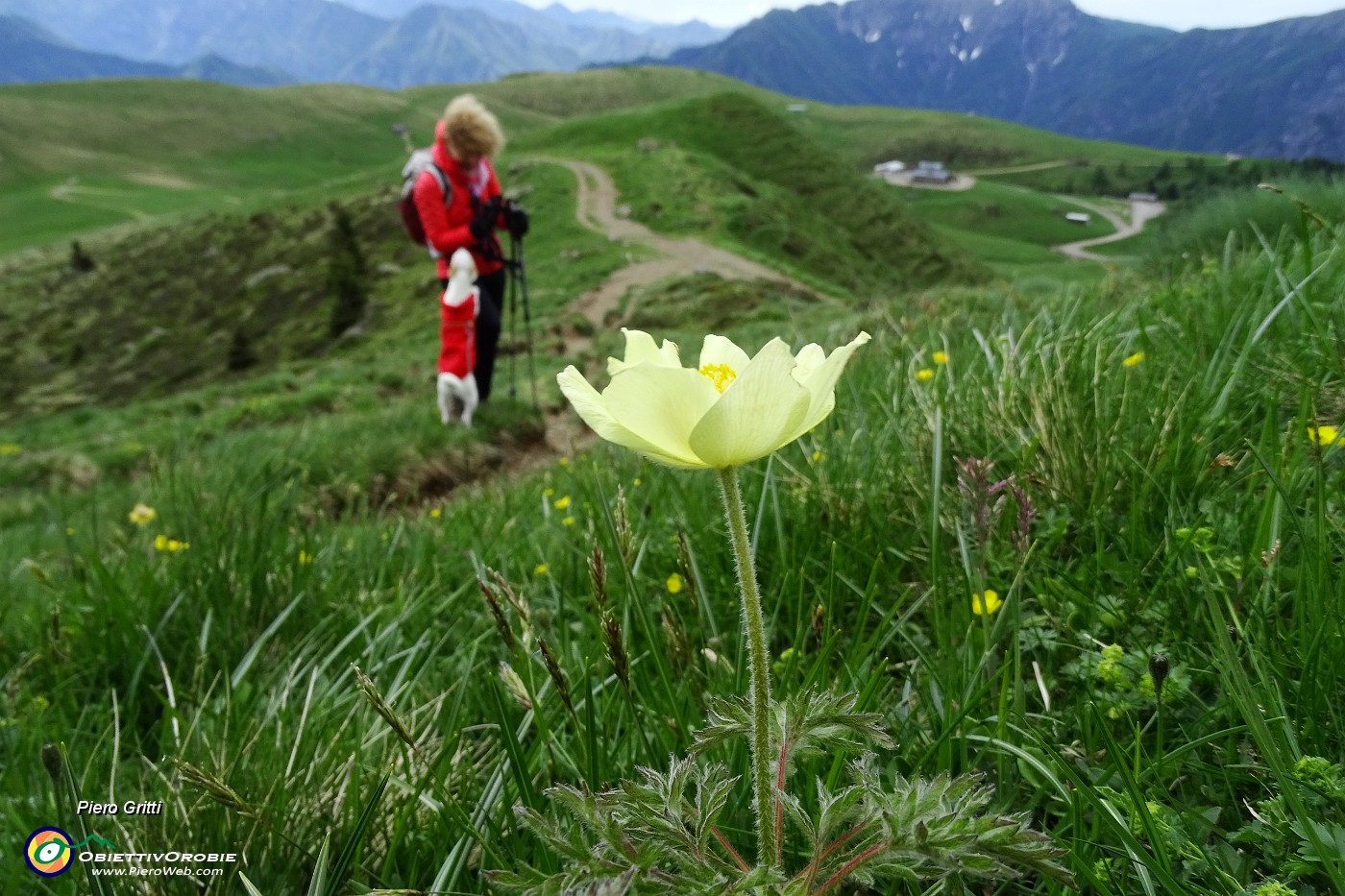 22 Pulsatilla alpina sulfurea.JPG